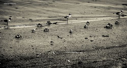 # 59849 > Enrique Abal Oli&uacute;