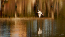 # 60161 > Enrique Abal Oli&uacute;