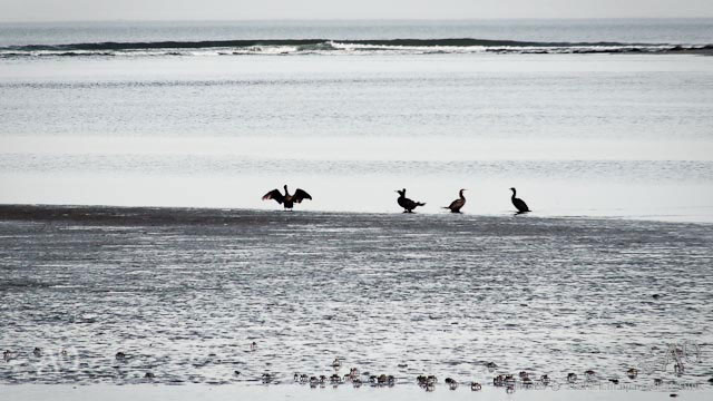 # 60168 > Enrique Abal Oli&uacute;