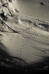 # 63510 > Enrique Abal Oli&uacute;