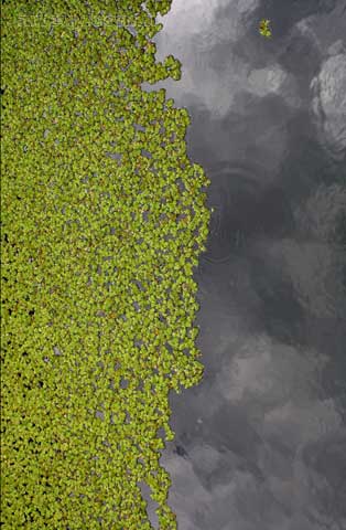 Ed&eacute;n > Cecilia Pereira Alvarez